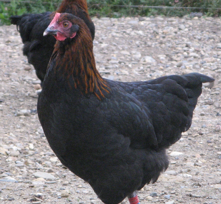 marans.jpg