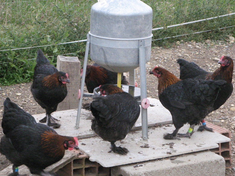 marans1.jpg