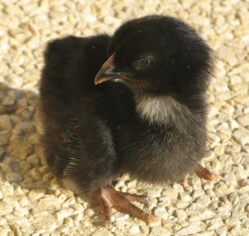 poules2.jpg