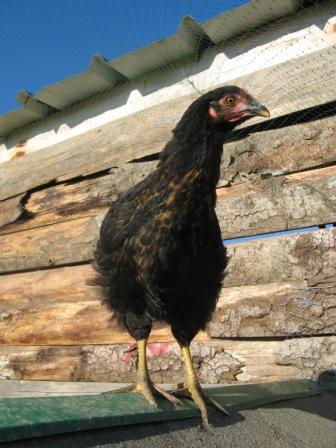 poules3.jpg