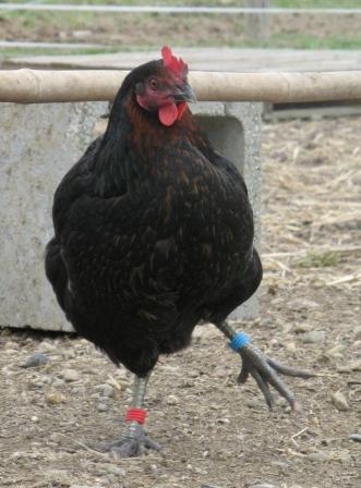 poules5.jpg