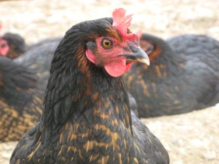 poules6.jpg
