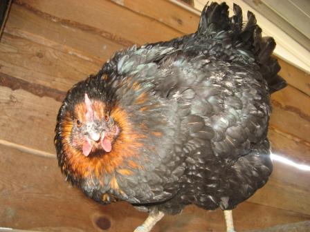 poules7.jpg