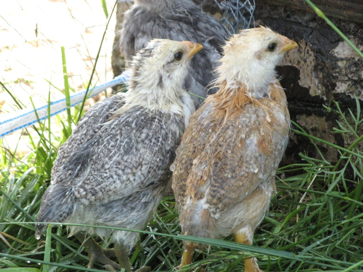 poules8.jpg